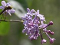 丁香花什么时候开花（指导判断丁香花的开花时间） ！