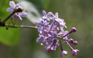 丁香花什么时候开花（指导判断丁香花的开花时间） ！