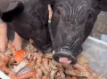 男子给猪喂皮皮虾螃蟹：准备养大自己家吃，就想让它吃好点 ！