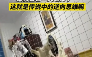 女研究生养猫反向将自己关进笼子！网友直言：到底是谁养谁？