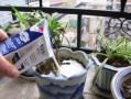 牛奶浇花的利弊（讨论牛奶浇花的优点和缺点） ！