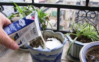 牛奶浇花的利弊（讨论牛奶浇花的优点和缺点） ！