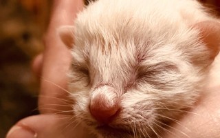 刚出生的小猫怎么养（如何正确养护刚出生的小猫） ！