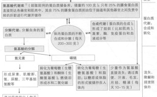 蛋白质的主要功能有哪些（蛋白质在身体代谢中的作用） ！