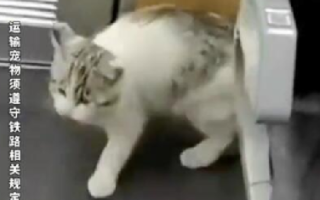 男子在动车上发现一只猫咪 ！网友：它没买票，肉眼可见的“慌张” ！