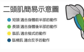二头肌怎么练才能练出来（盘点9个肱二头肌训练的法则） ！