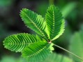 含羞草的养护方法与注意事项（介绍含羞草植物的养护方法和注意事项） ！