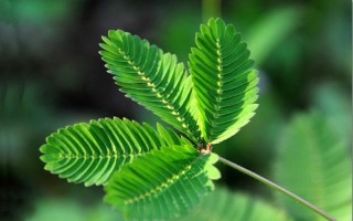 含羞草的养护方法与注意事项（介绍含羞草植物的养护方法和注意事项） ！