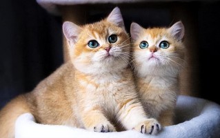 暹罗猫价格多少钱一只（便宜又好养的六大猫咪品种） ！
