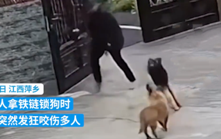 知情人回应狗主人锁狗被疯狂攻击：曾咬伤多人，目前狗已被打死 ！