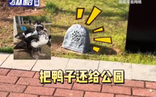 公园喊话游客把绑走的鸭子还回来：原有几十只，昨天仅剩的一对又被掳走一只 ！