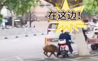 江苏台报道野猪冲进江苏电视台：民警到场后又逃走 ！