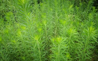 小飞蓬草用什么除草剂根除（除去小飞蓬草的有效除草剂推荐） !
