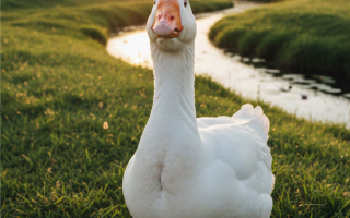 女孩喂大鹅遭袭击：当场霸气还击 !