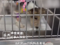 女子用顺风车托运万元幼犬 被司机丢弃未送达 平台客服被指不作为 !