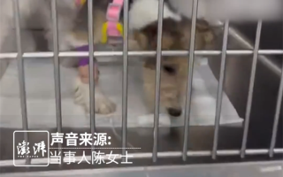 女子用顺风车托运万元幼犬 被司机丢弃未送达 平台客服被指不作为 !