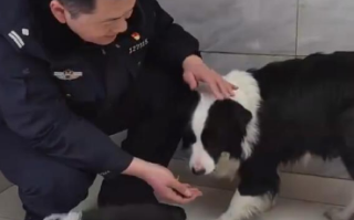 1只边牧被救咕噜咕噜变3只：最终，边牧一家三口和主人喜获团圆 ！