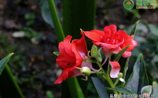 凤仙花怎么传播种子的（聊一聊冬季养护凤仙花的方法） ！