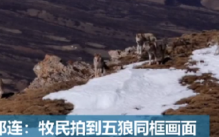 青海牧民拍到五狼同框画面：棕熊、雪豹和兔狲等诸多珍稀野生动物也在祁连山出没 ！