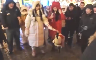 鹤岗丹顶鹤出现在哈尔滨中央大街：现场引来众多游客驻足拍照 ！