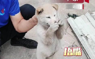 狗狗偷咬主人被抓包急忙捂嘴 ！​网友：小狗防住了一个大嘴巴子 ！