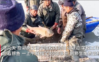 高校内湖捞3000斤鱼直送食堂: 请全校吃全鱼宴 !