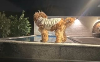 入住宠物友好酒店退房后遭“提灯定损”：拒退1000元押金 另收500元清洁费 ！