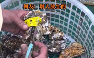 男子出海打捞上来的生蚝带商品标签 ！网友：别人放生的！