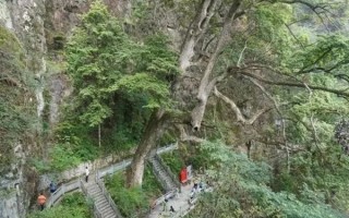 长在悬崖上的2600岁楠木王多次被盗：为何如此值钱？