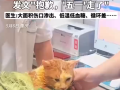掉入火锅小猫因病情恶化已离世 ！