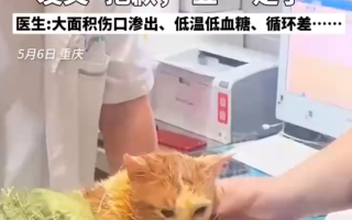 掉入火锅小猫因病情恶化已离世 ！
