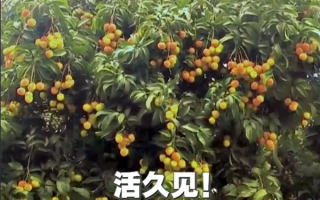 广西灵山惊现“百变荔枝王”！一棵荔枝树上竟然结出30种荔枝 ！
