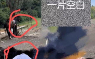 游客在丽江花168元骑马变成骑骡子 ！网友：这不是指骡为马吗？