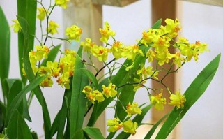 兰花有多少个品种（介绍兰花丰富的品种和特点） !