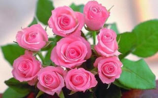 八朵玫瑰花代表什么意思（八朵玫瑰花象征的寓意是什么）