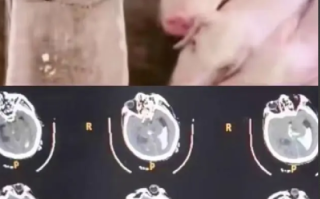 男子喂猪时晕倒 遭家猪啃食下半身：导致外生殖器被啃食全无 ！