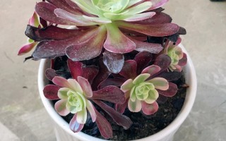 多肉法师的养护技巧和方法（分享多肉法师的养护技巧和方法） ！