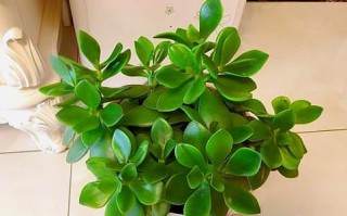 玉树怎么扦插（扦插玉树植物需要注意得技巧有哪些） ！