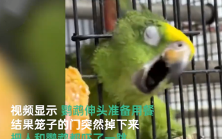 网友分享自家鹦鹉吃“断头饭”：其他网友不服，纷纷分享了自家鹦鹉的“剃胡子”、“跳舞”等技能 ！