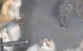 猫咖20只猫饿到互相残杀?店主回应：视频系造谣，系有人投喂劣质猫粮致肠道受损 产生臭味 ！