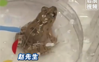 女子盒马买生菜清洗发现活体青蛙 因喜欢小动物决定饲养 ！
