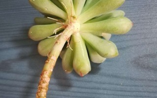 多肉长出长长枝条的原因（解释多肉植物长出长长枝条的原因） ！