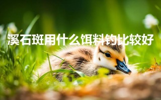 溪石斑用什么饵料钓比较好（野钓溪石斑鱼的小技巧）