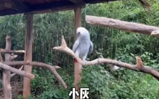 游客在动物园被鹦鹉骂了 ！工作人员回应：之前也有游客发现过类似情况，目前也在努力矫正 ！
