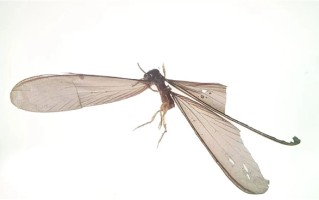  全国首例！我国截获斯特伦克氏锯白蚁：外来物种 严重威胁古建筑遗迹 ！