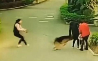大型犬突然冲出紧咬散步小孩不放：主人拉都拉不住 ！