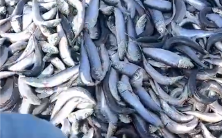日本一海滩被大量沙丁鱼骨掩埋：烧不完只能等自然分解 ！