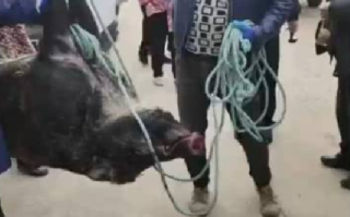 湖北一野猪咬死村民被民警击毙：受害人当时正在田里喂虾子 ！