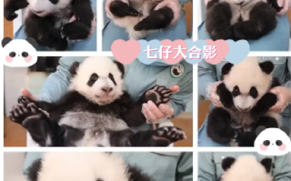 2023级秦岭7只熊猫幼仔集体报到：其中雄性5只，雌性2只 ！