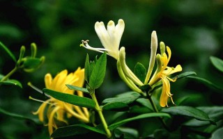 金银花属于无毒植物（金银花不含有毒性成分） ！